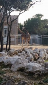 Girafe du Rothschild